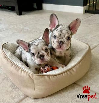 Ράτσα: Γαλλικό Μπουλντόγκ - Bulldog | Ηλικία: 2,5 μηνών | Φύλο: Αρσενικό | Αρ. Microchip: 985113050734721 | Ιδιώτης | Εκπαιδευμένο | Pedigree | Περιοχή: Αθήνα, Αττική